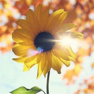 帝星战魂百度版手游下载